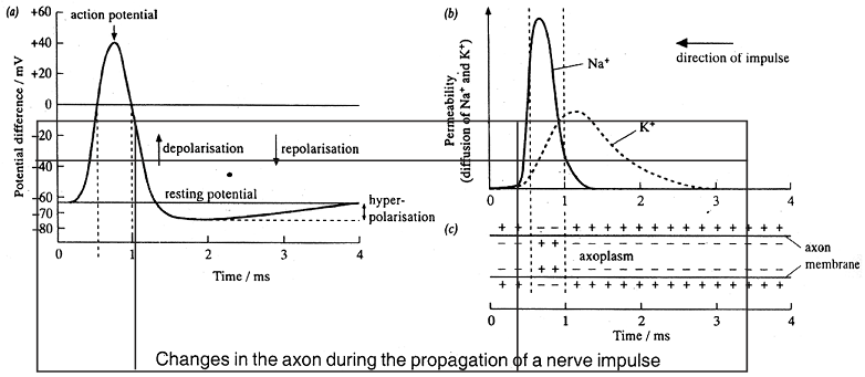 648_nerve impulse.png